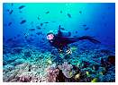 sports-diving-007-large.jpg