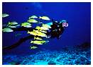 sports-diving-013-large.jpg